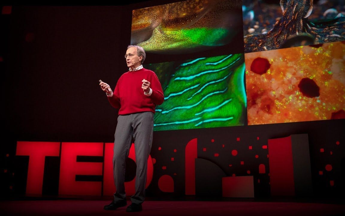 【TED演讲】章鱼和其它头足类动物的神奇大脑和变态皮肤（中英字幕）